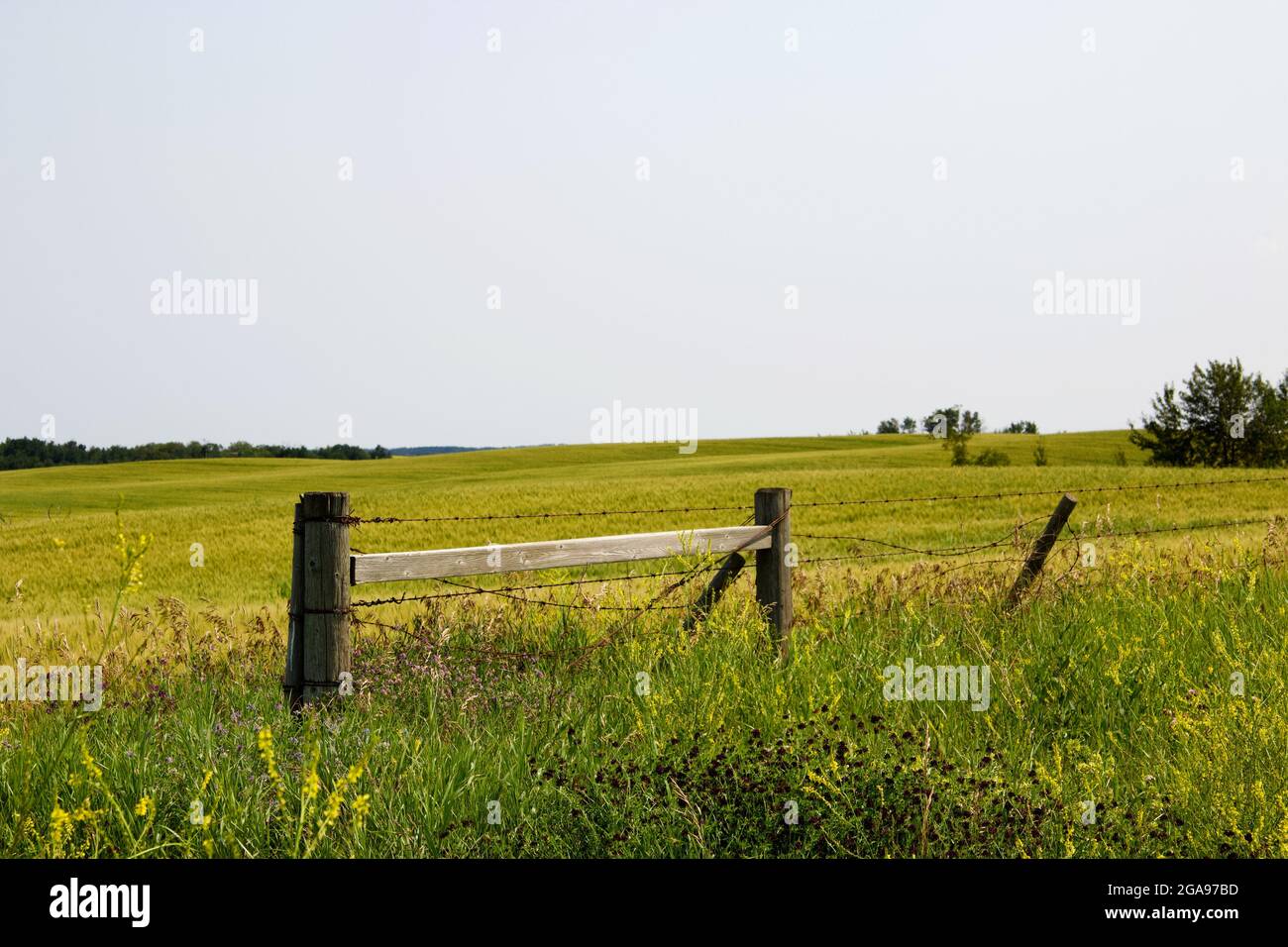 Holzzaunlinie, Alberta Farmers Field Stockfoto