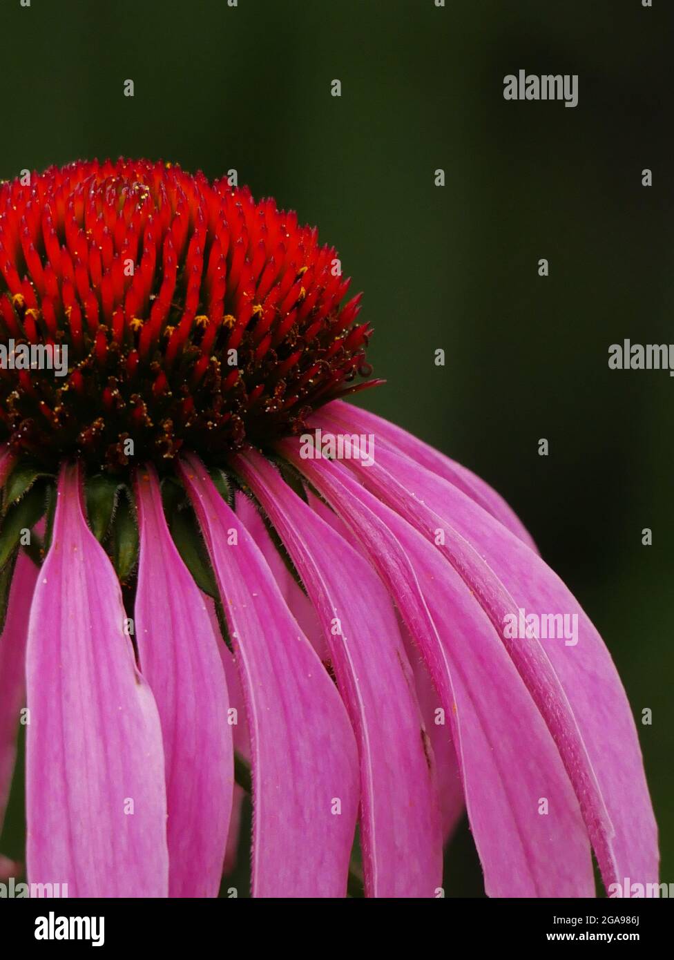 Rosa Echinacea Blume Nahaufnahme Stockfoto