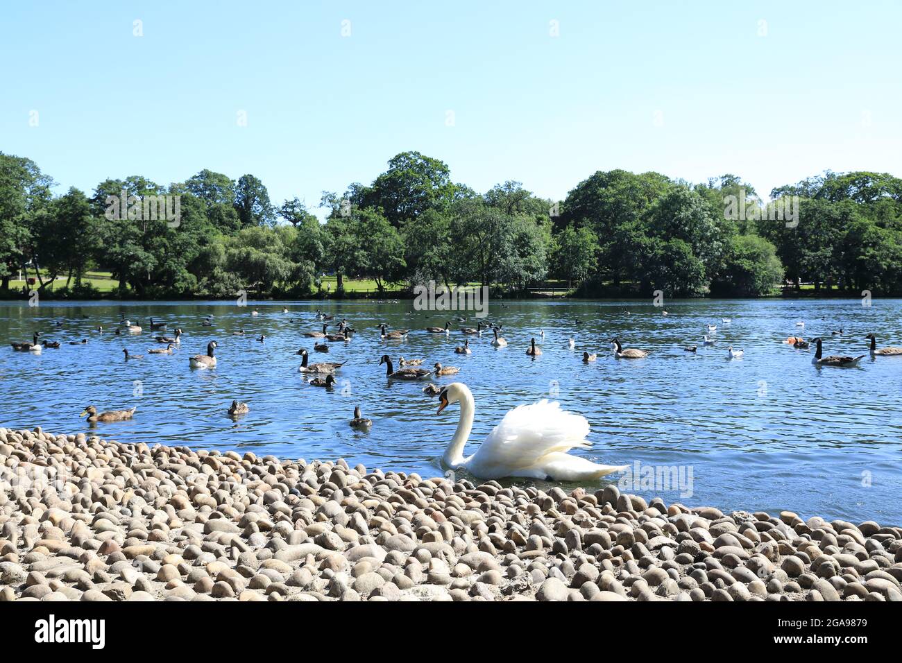 Vogelwelt am See im Grovelands Park in Southgate und Winchmore Hill, im Norden Londons, Großbritannien Stockfoto