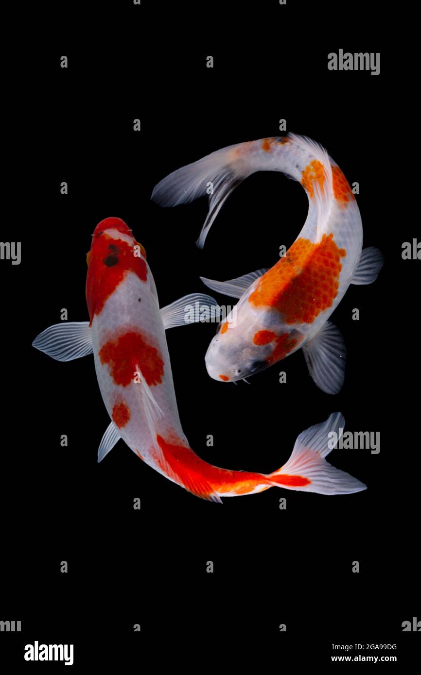 Koi Fisch auf schwarzem Hintergrund Stockfoto