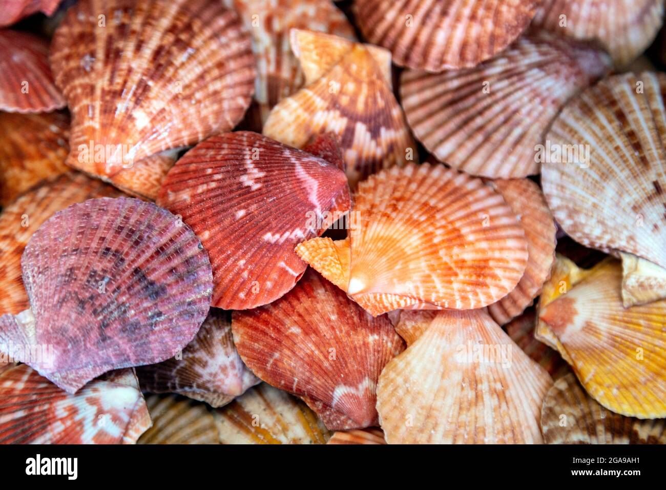 Flache rote und orangefarbene Muscheln im Shell Shop, St Ives, Cornwall, Großbritannien Stockfoto