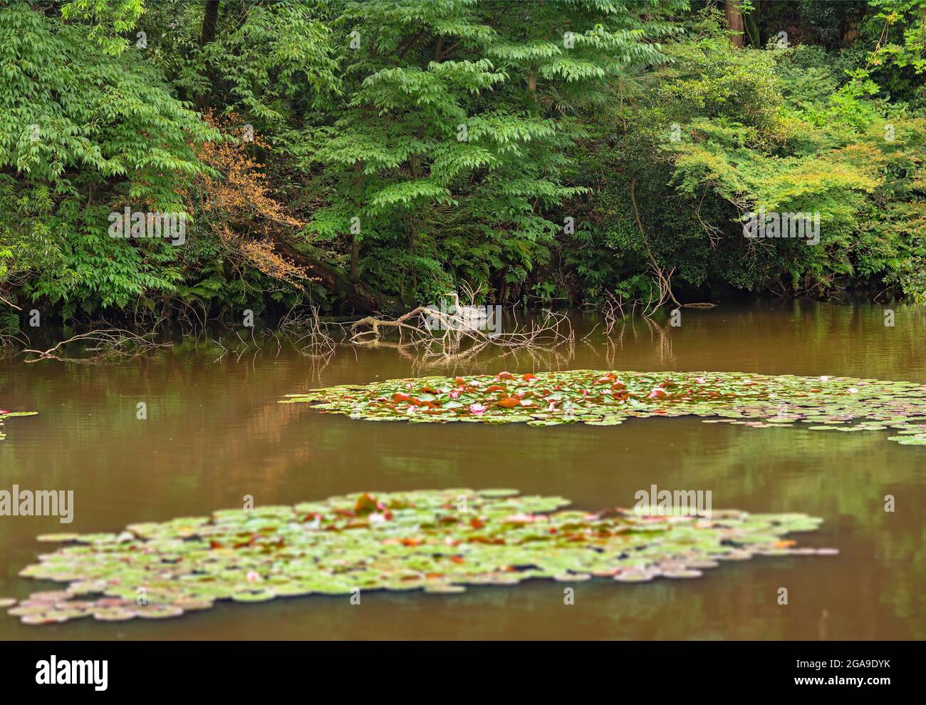 tokio, japan - 11 2021. juni: Japanischer Reiher, der im Wasser des Südlichen Teichs oder minami-ike des Meiji Jingu Innengartens, der dem Kaiser gewidmet ist, spaziert Stockfoto