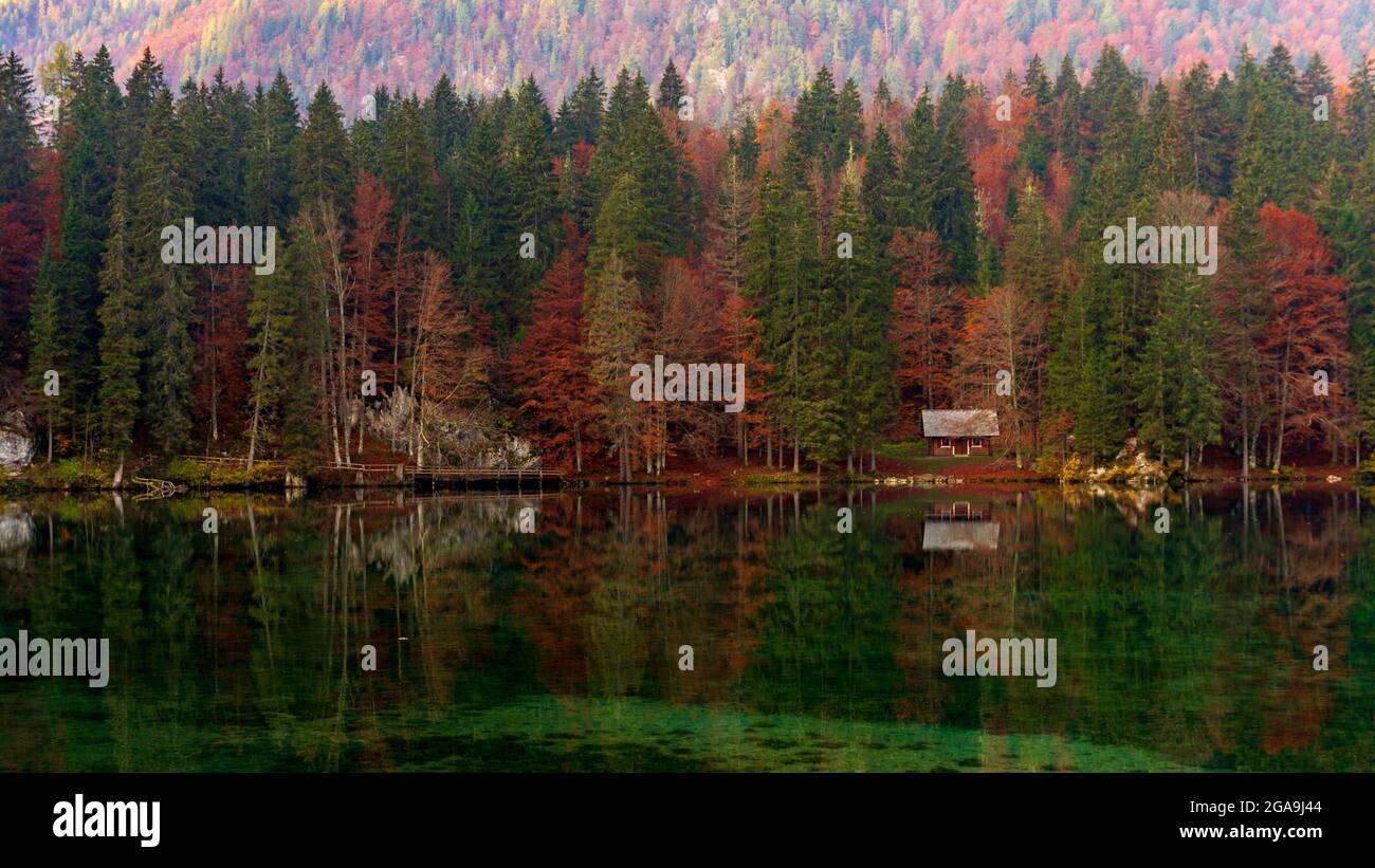 Herbstlaub im Naturpark Fusine Seen, Italien Stockfoto