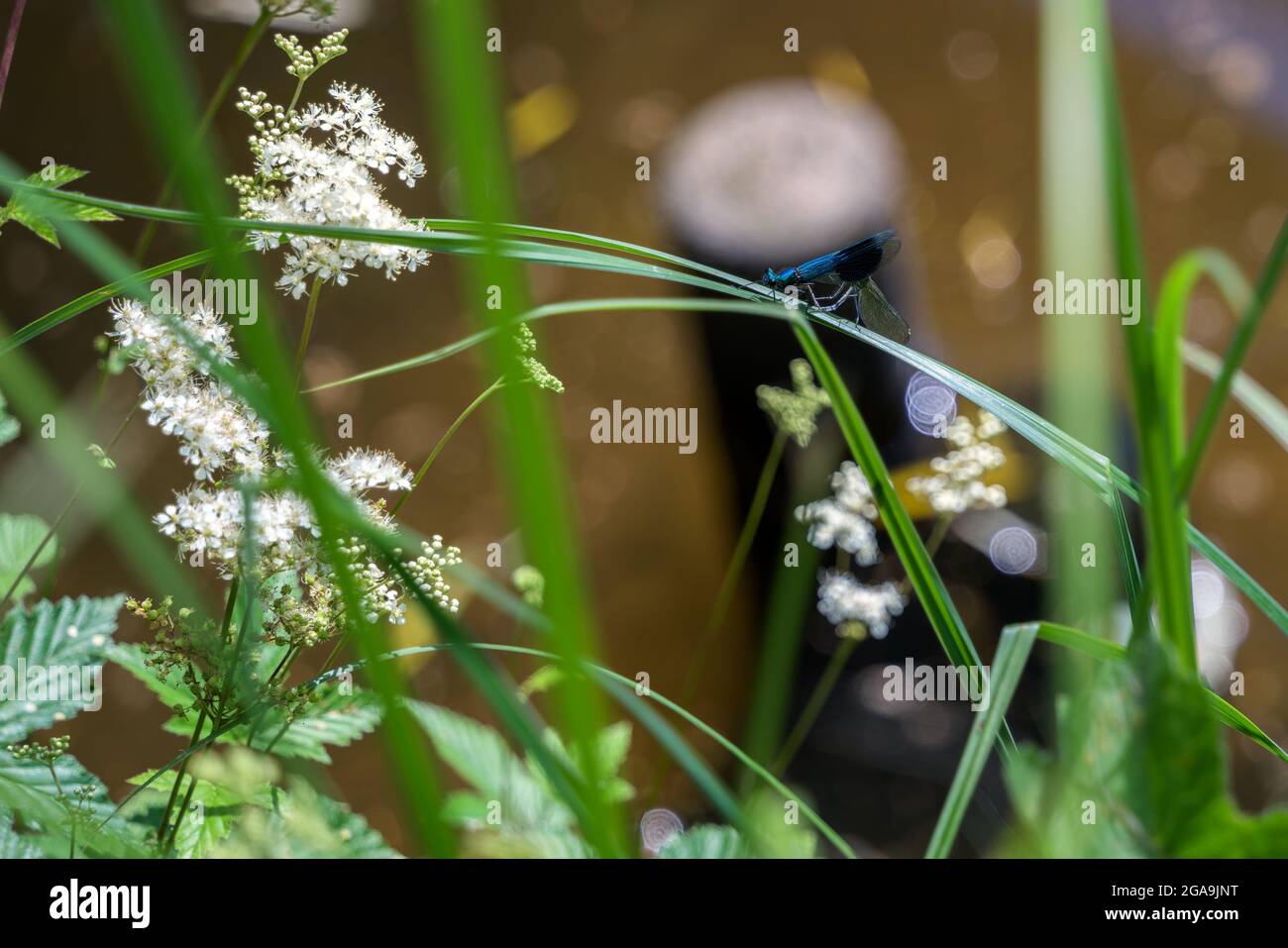 Blau gebänderte Demoiselles (Calopteryx splendens), die sich am Fluss Severn in Shrewsbury paaren Stockfoto