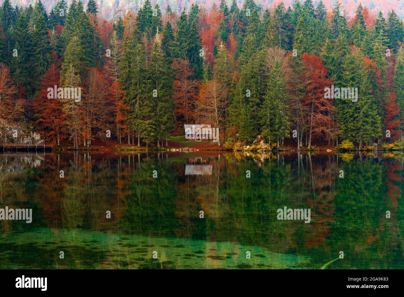Herbstlaub im Naturpark Fusine Seen, Italien Stockfoto
