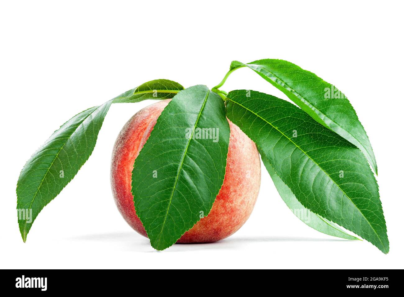 Reife, samtige Pfirsichfrucht in einer Schale mit grünen Blättern, frische, ganze noctarine Agrarfrucht mit einem grünen Blatt isoliert auf weißem Grund. Stockfoto