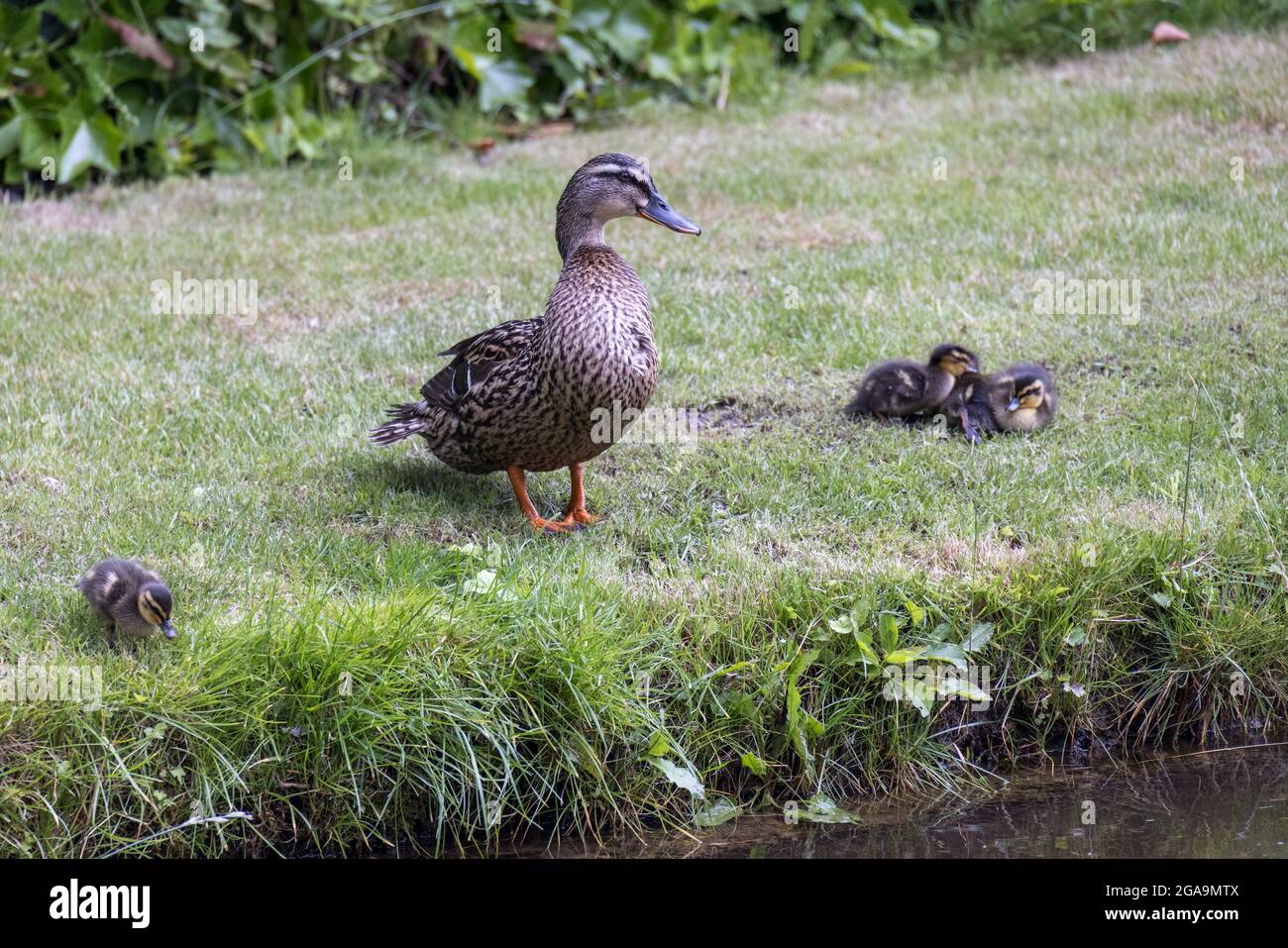 Weiblicher Mallard (Anas platyrhynchos) mit Entchen an der Küste eines Kanals Stockfoto