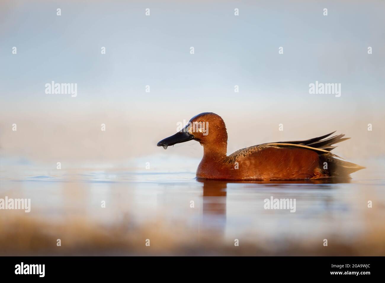 Cinnamon Teal, Bosque del Apache National Wildlife Refuge, New Mexico, USA. Stockfoto