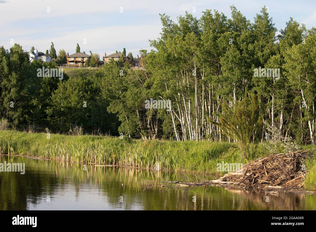 Feuchtgebiet Ökosystem mit Biberhütte in städtischen Regenwasserteich und zitternden Aspen Wald, Fish Creek Provincial Park, Stadt Calgary Stockfoto