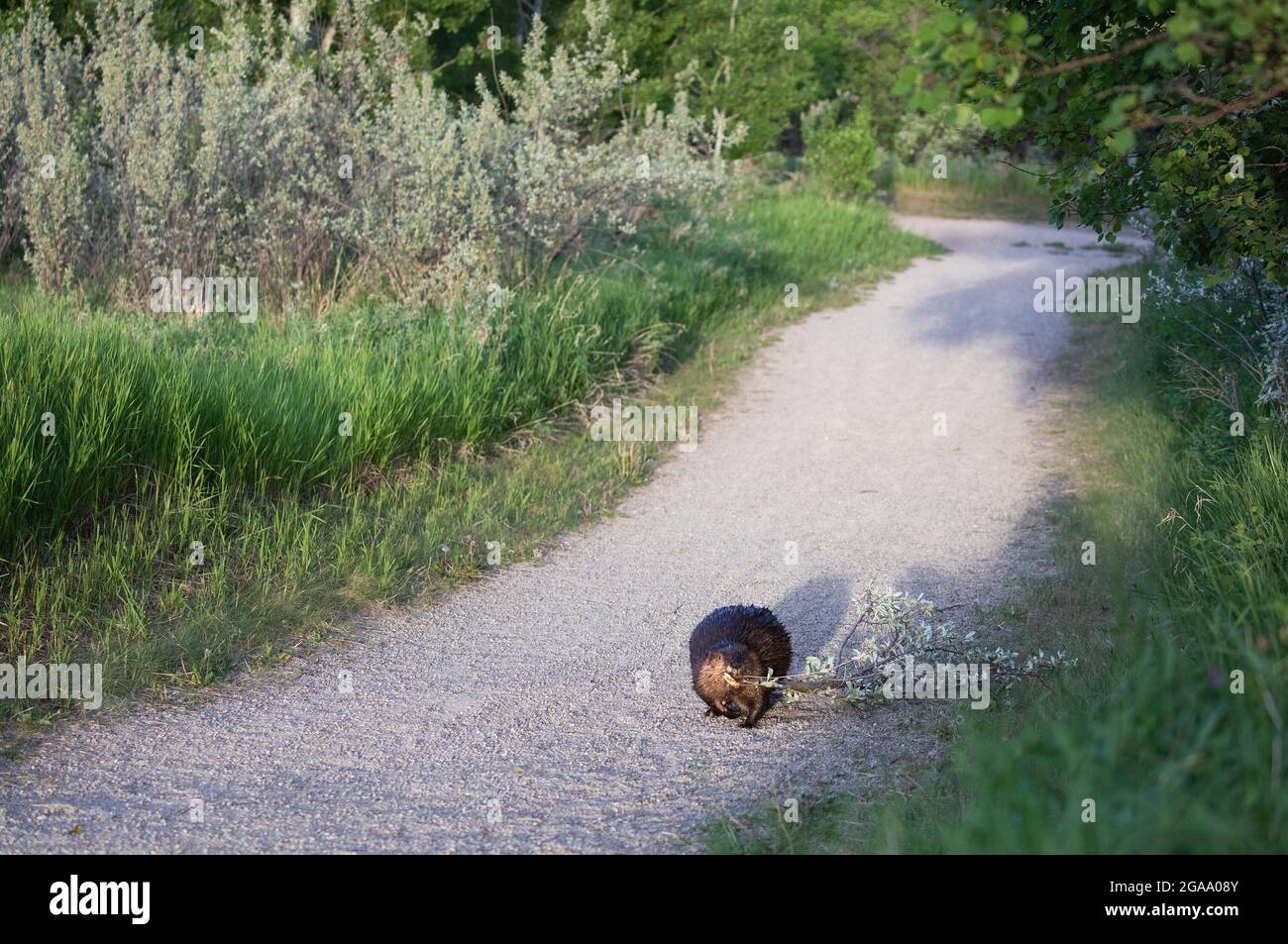Biberweibchen, die im Frühjahr einen Pfad des städtischen Naturreservats entlang wandern und einen Silverberry-Zweig aus dem Wald tragen, Fish Creek Provincial Park Stockfoto