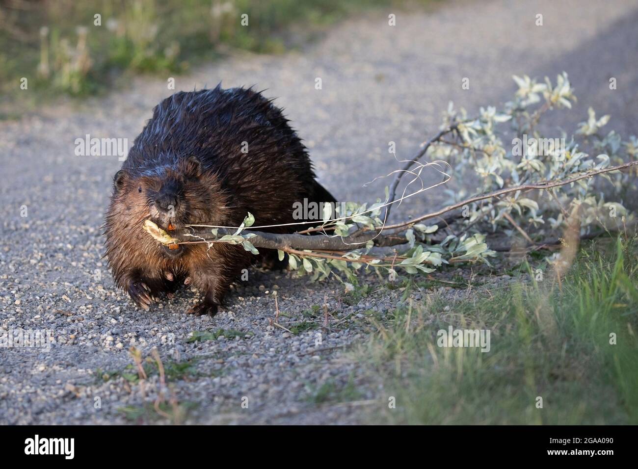 Weibliche Biberin, die einen Silberbeerbaum-Ast im Mund auf einem Pfad im Fish Creek Provincial Park, einem städtischen Naturschutzgebiet (Castor canadensis), trägt Stockfoto