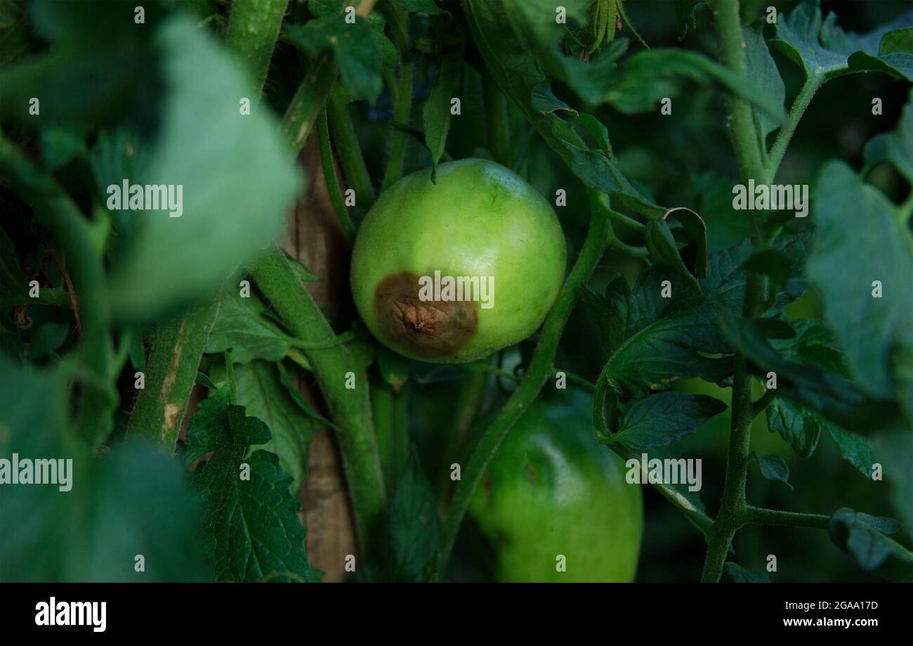 Blütenendfäule. Krankheit von Tomaten. Die grünen Tomaten sind auf dem Busch faul. Nahaufnahme. Ernteprobleme. Verschwommener landwirtschaftlicher Hintergrund. Low-Taste Stockfoto