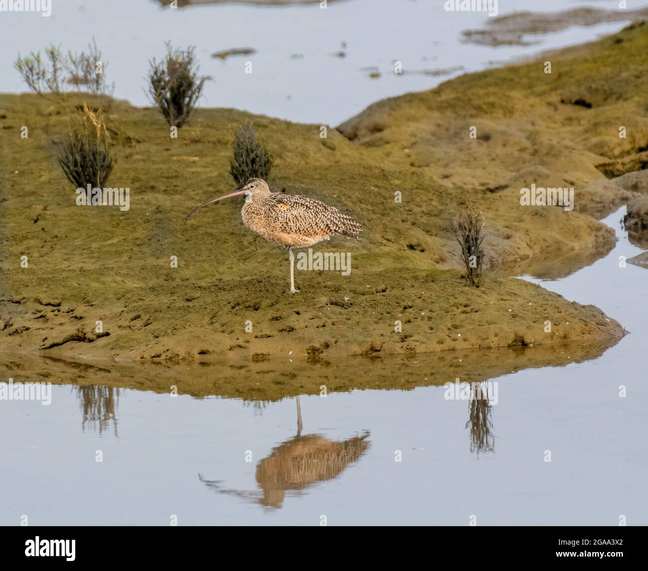 Langschnabel-Curlew (numenius americanus) in Malibu Lagoon State Beach, Kalifornien, USA Stockfoto