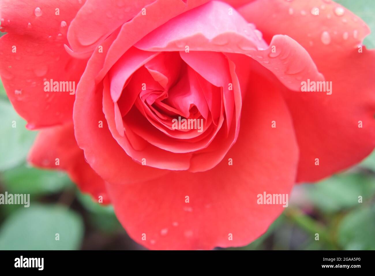 Wassertropfen auf EINER frischen Rose Super Star Stockfoto