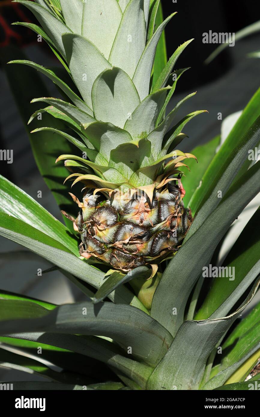 Nahaufnahme einer winzigen Ananas, die auf einer Zimmerpflanze wächst Stockfoto