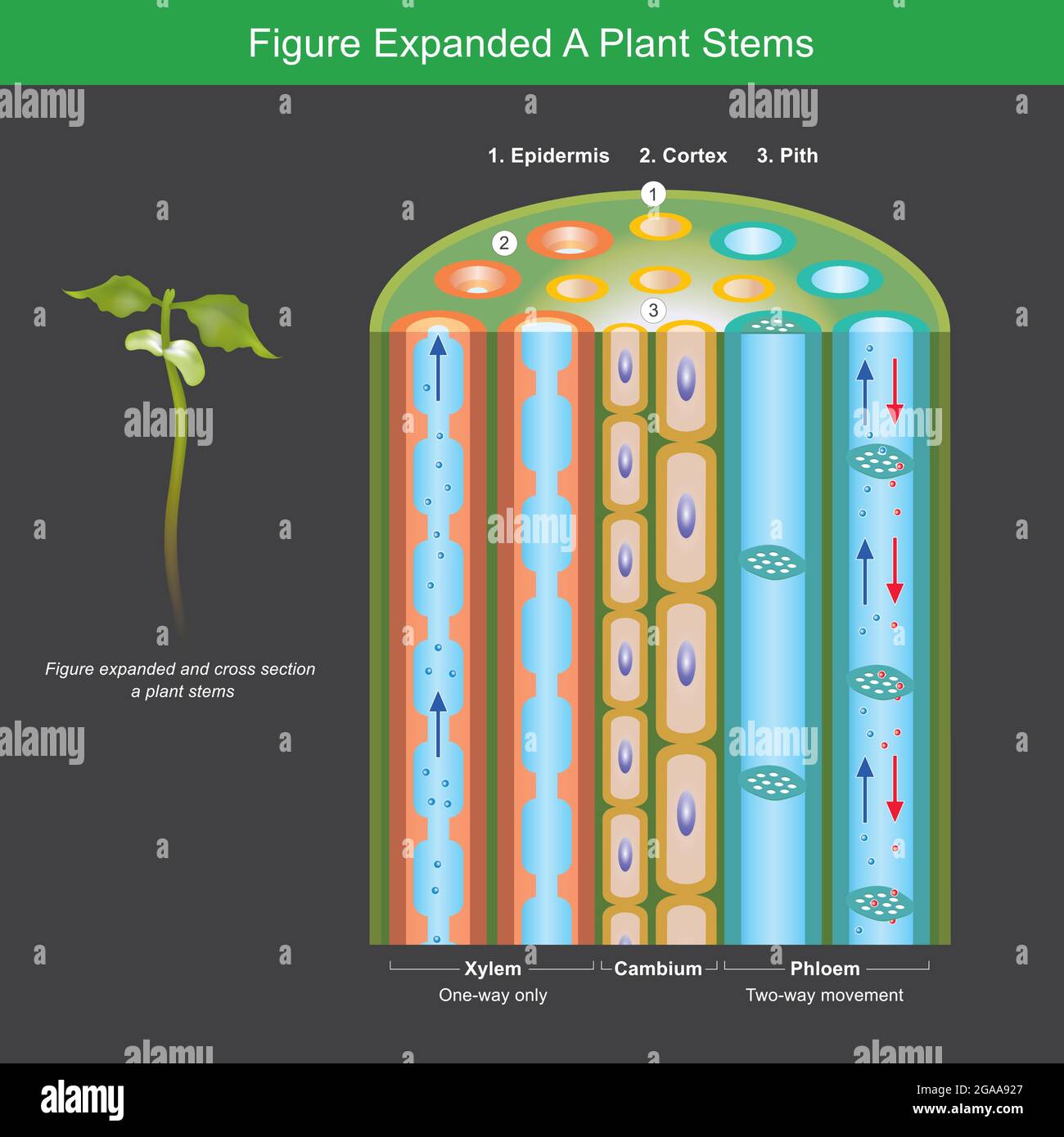Abbildung Expanded A Plant Stems. Abbildung erweitert für Explain a Pflanzen transportieren Nährstoff und Wasser in Stängeln. Abbildung. Stock Vektor