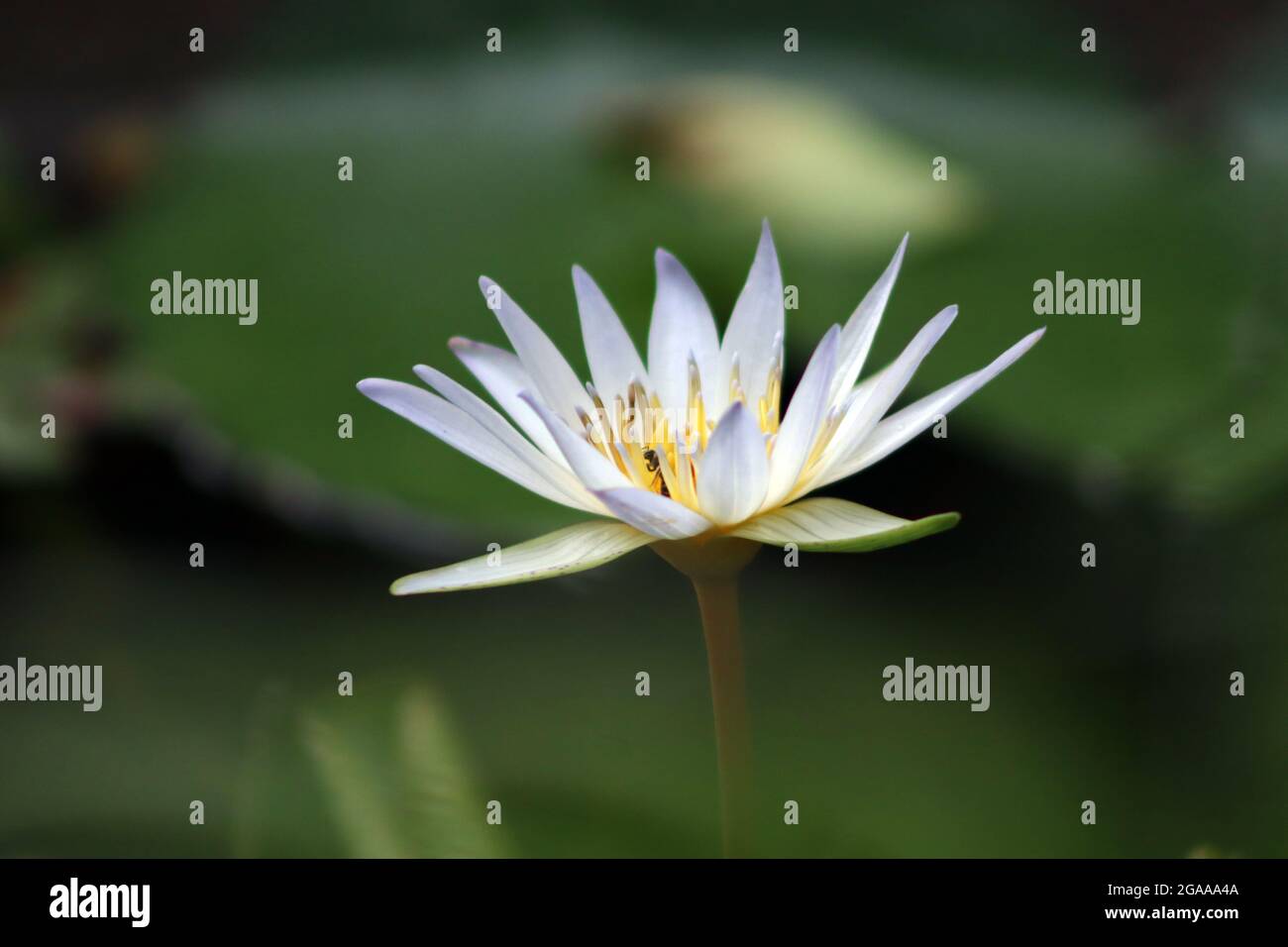 Eine weiße Lilie und eine Honigbiene Stockfoto