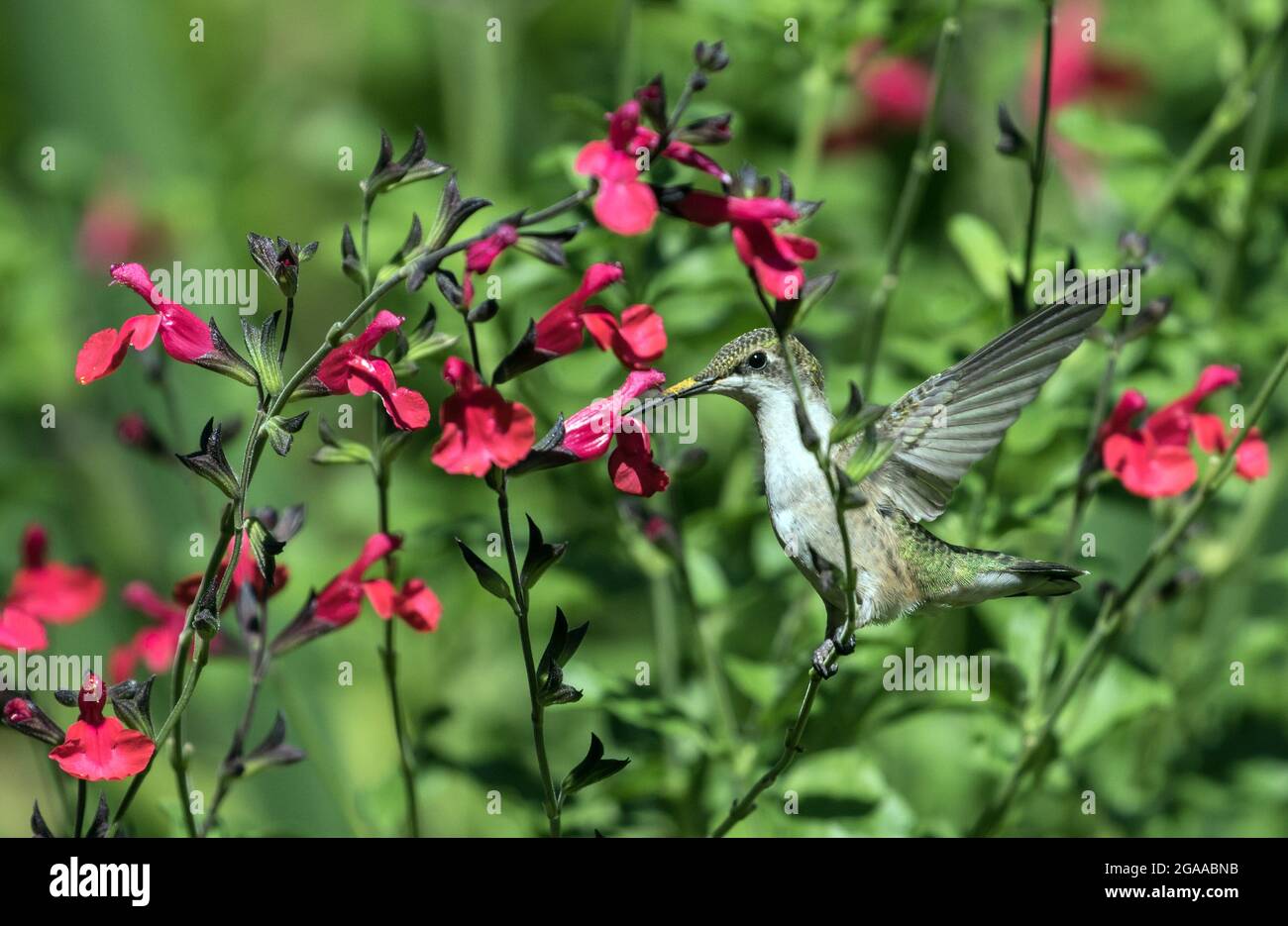 Nahaufnahme von rubinkehligen Kolibris, die mit Flügeln nach oben ragen und sich im Sommer von Cherry Chief Sage Blumen im kanadischen Garten ernähren. S Stockfoto