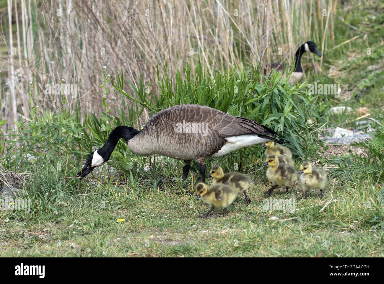 Nahaufnahme von Canada Gans Familie Fütterung in sumpfigen Bereich in Quebec, Canada.Scientific Name dieses Vogels ist Branta canadensis. Stockfoto