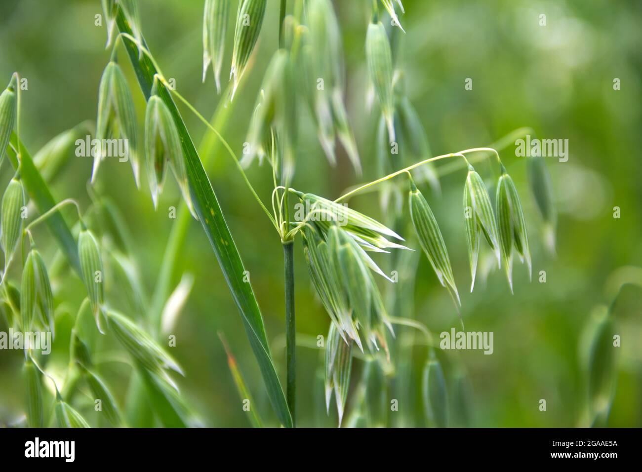 Nahaufnahme von Haferohren mit grünen Samen und verschwommenem Hintergrund. Stockfoto