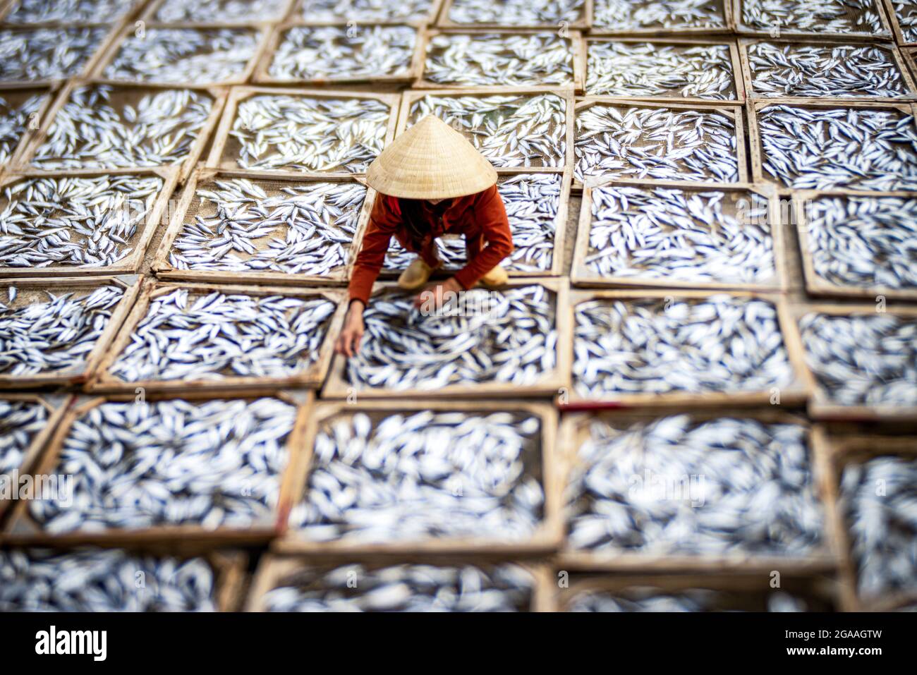 Trocknen von Fischen im Hof Quang Tri Provinz Zentralvietnam Stockfoto
