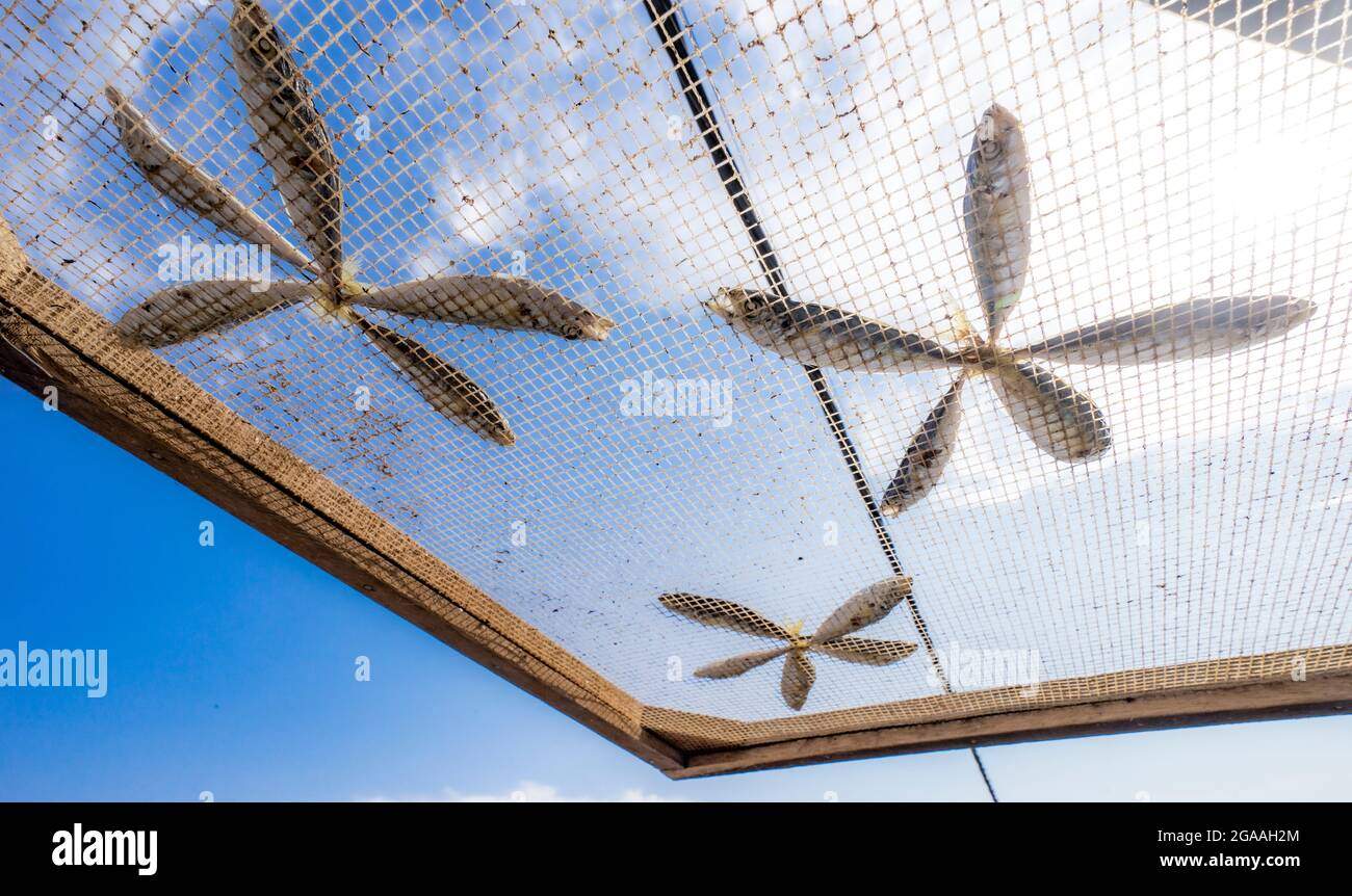 Trocknen von Fischen im Hof Quang Tri Provinz Zentralvietnam Stockfoto