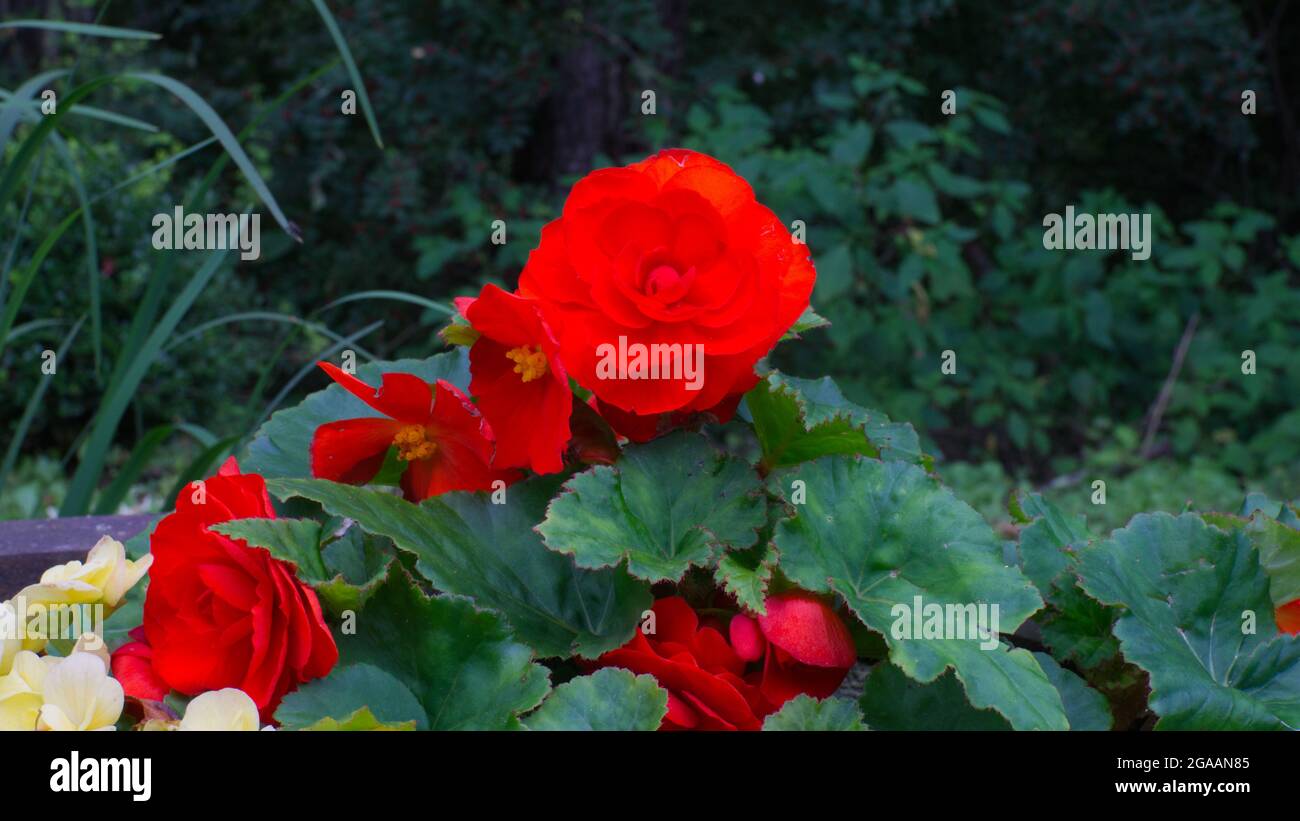 Verschiedene rote Blumen in der Wildnis Stockfoto