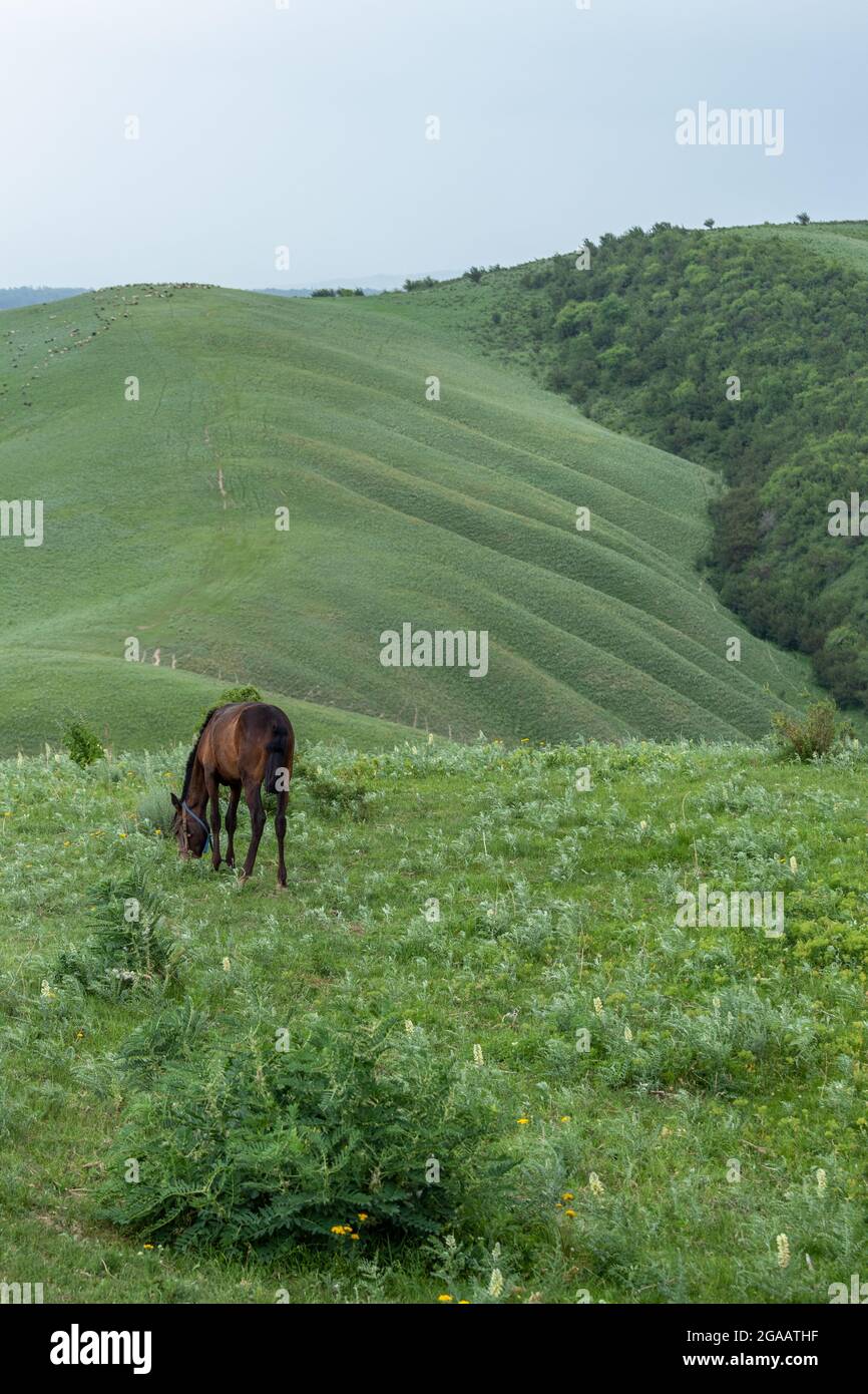 Ein junges Pferd frisst Gras in den Bergen. Vor der Kulisse der Hügel Stockfoto