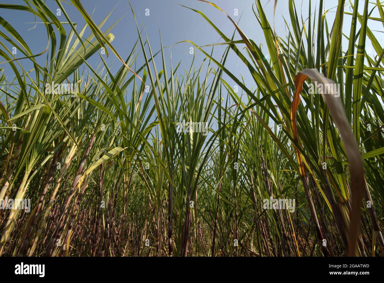 Zuckerrohrpflanze auf einer Plantage am Straßenrand in Karanganyar, Zentral-Java, Indonesien. Stockfoto