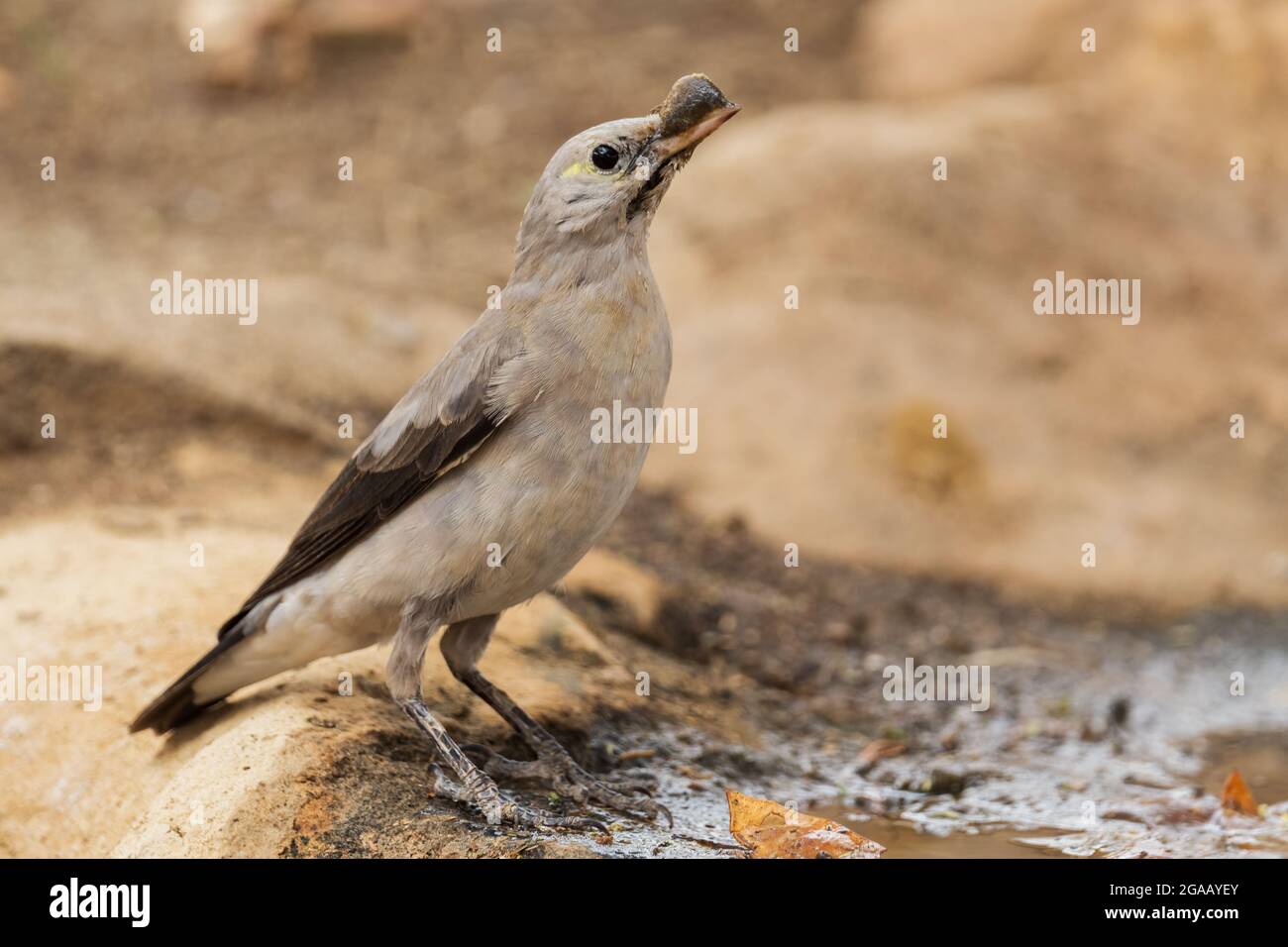 Wattled Starling - Creatophora cinerea, speziell gefärbte Sterne aus afrikanischen Wäldern und Gärten, See Ziway, Äthiopien. Stockfoto