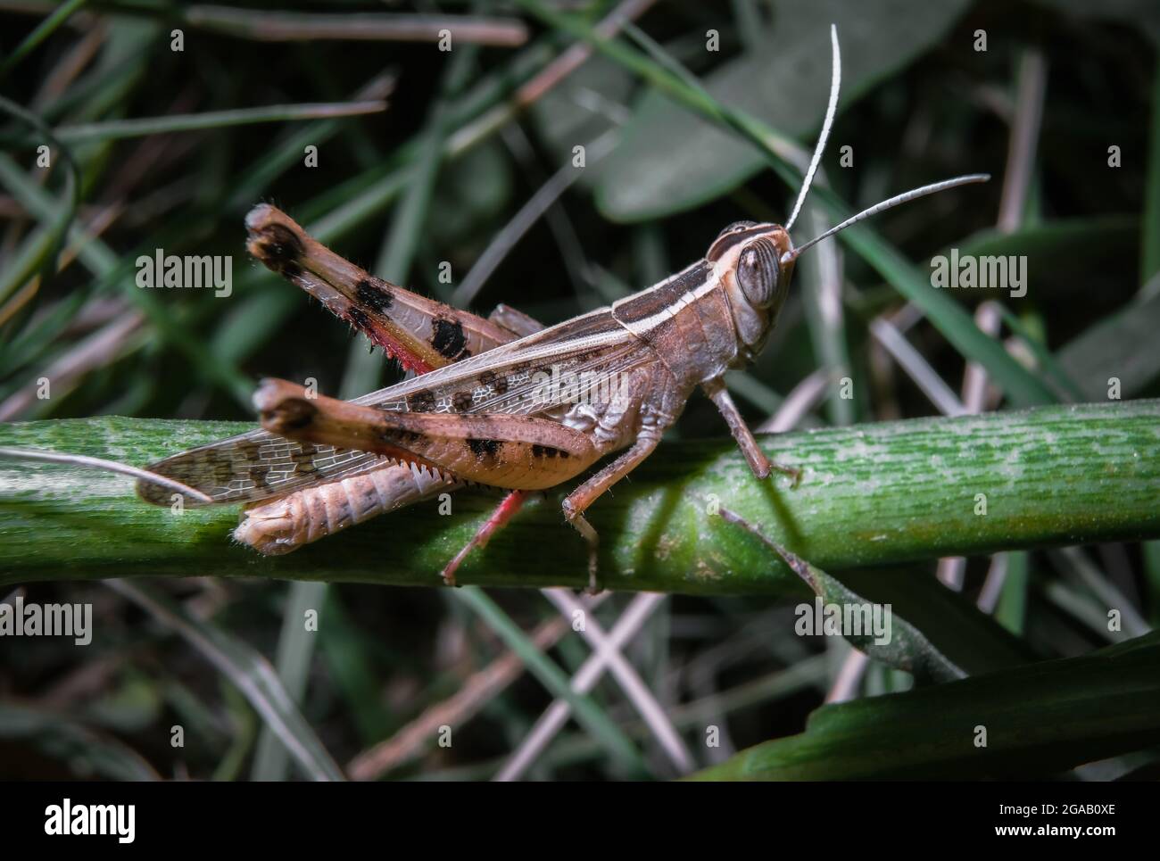 Makrofoto von Heuschrecke auf einem grünen Gras Stockfoto