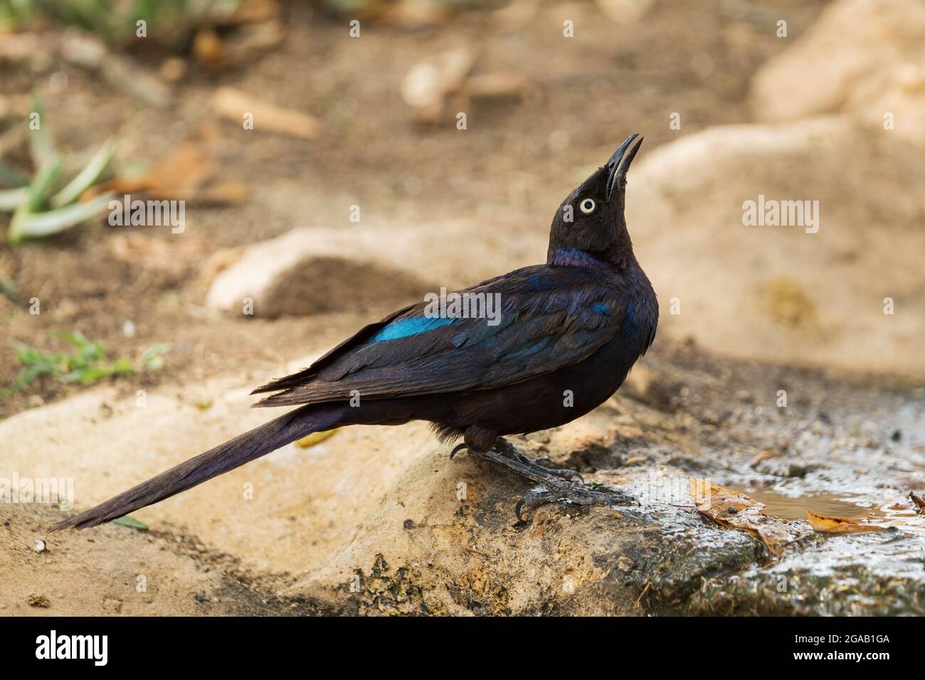 Rueppell's Glossy-Star - Lamprotornis purpuroptera, wunderschön leuchtender Stern aus afrikanischen Wäldern und Sträuchern, See Ziway, Äthiopien. Stockfoto