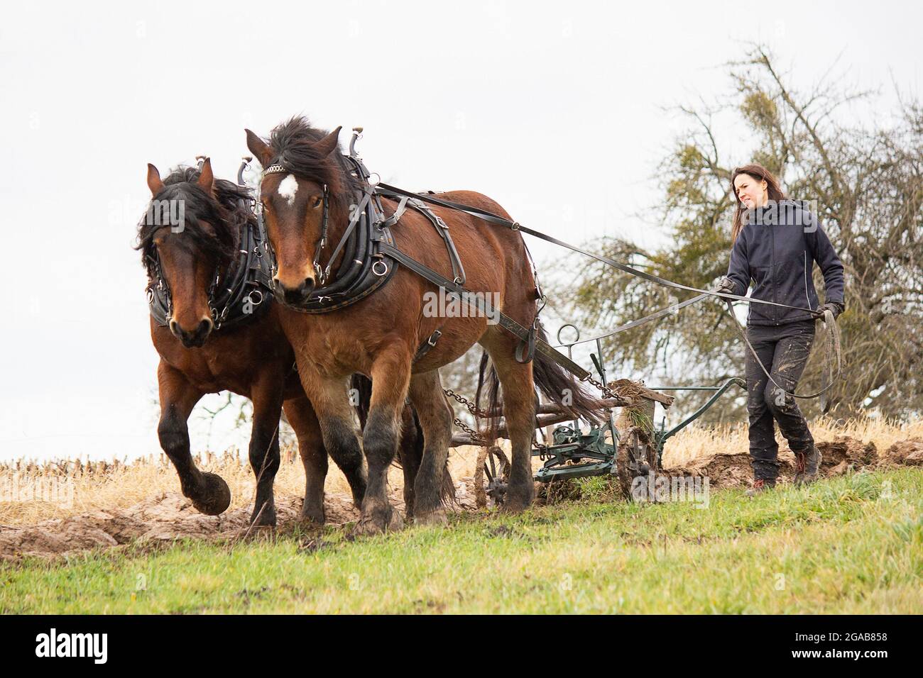 Pferd als Zugpferd bei der Arbeit in der Landwirtschaft Stockfotografie