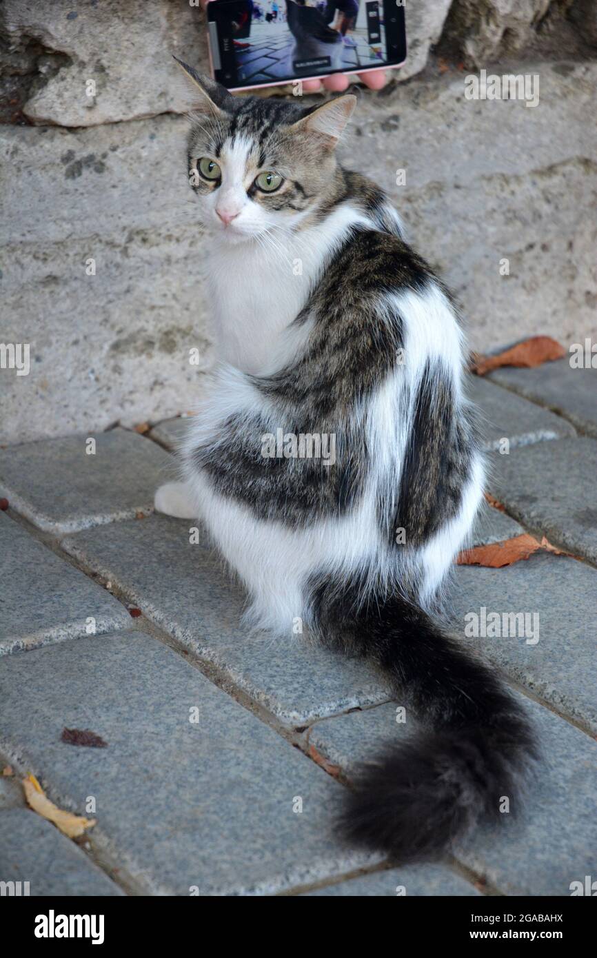 Eine Katze blickt zurück auf die Kamera. Stockfoto