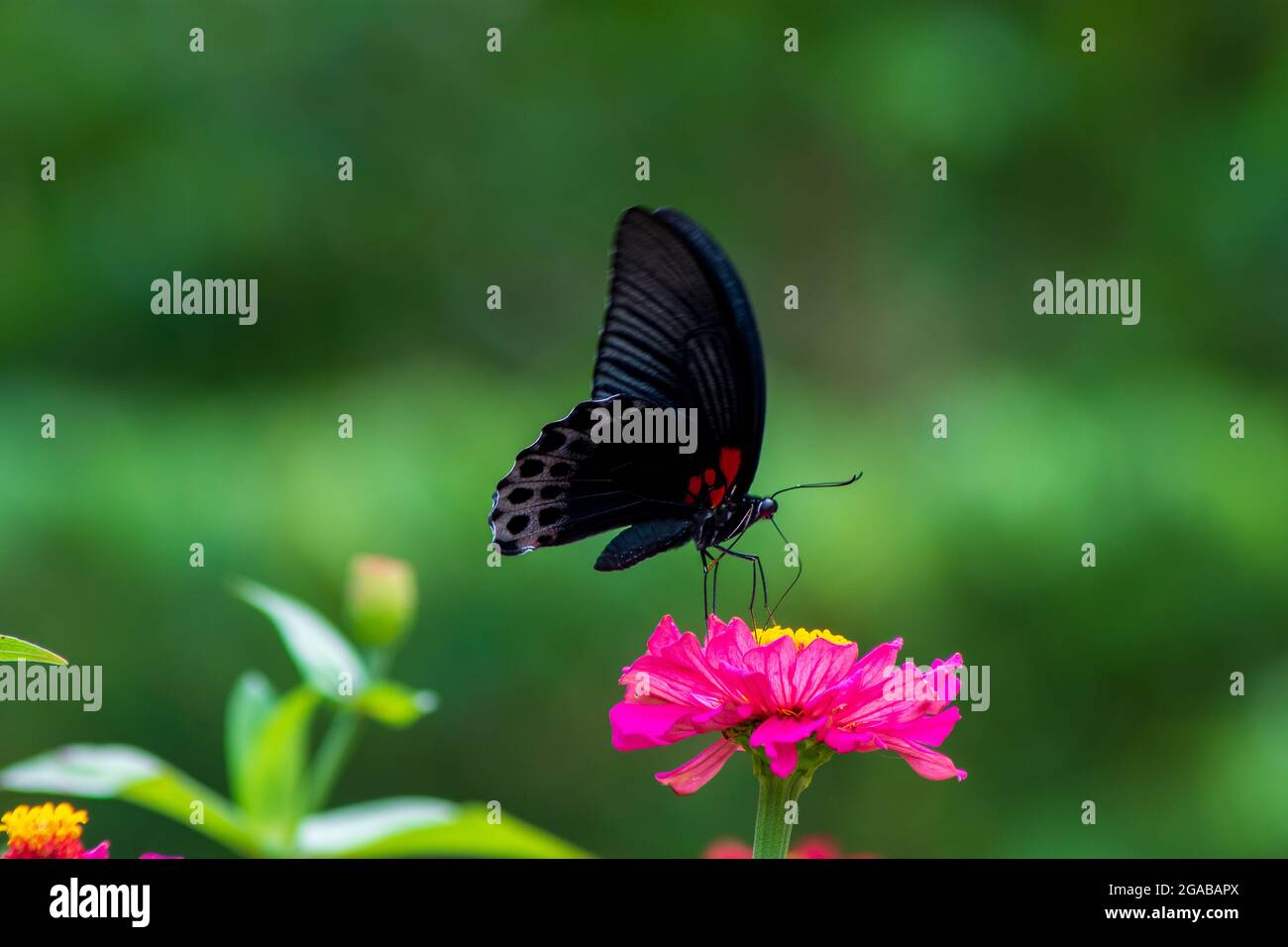 Monarchoranger Schmetterling und helle Sommerblumen Stockfoto