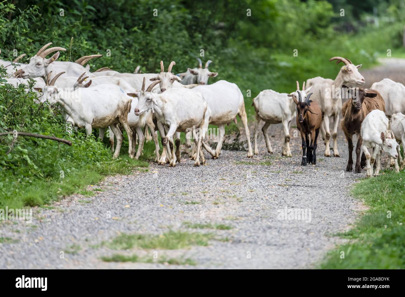 Ziegenherde auf unbefestigten Straßen in der grünen Landschaft des Olona-Tals, aufgenommen im Sommer in der Nähe von Gornate Olona, Italien Stockfoto