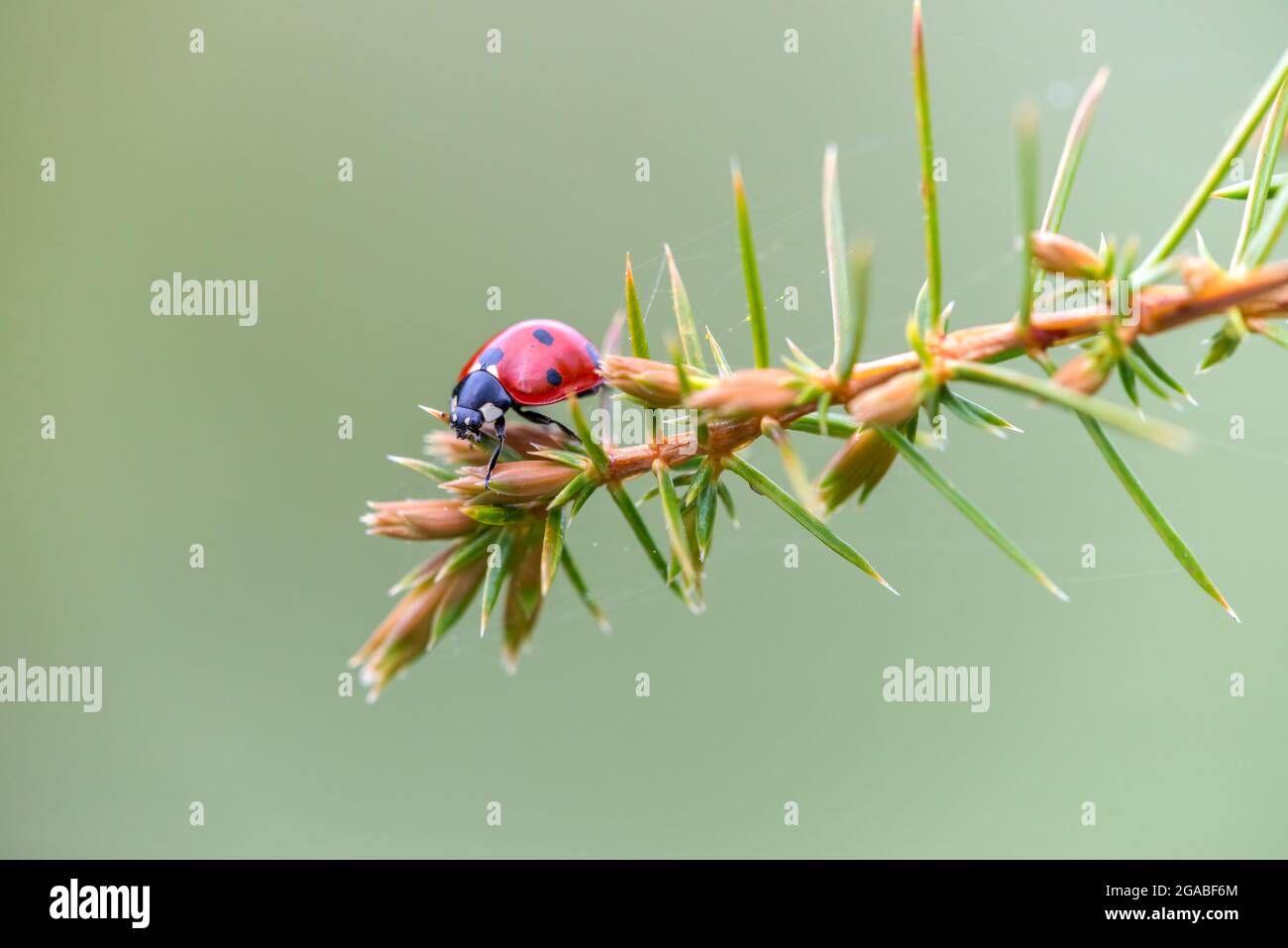 Coccinella septempunctata Rotkäfer mit schwarzen Flecken, die auf dem Nadelbaum-Zweig krabbeln. Marienkäfer mit sieben Punkten oder Marienkäfer mit sieben Punkten Stockfoto