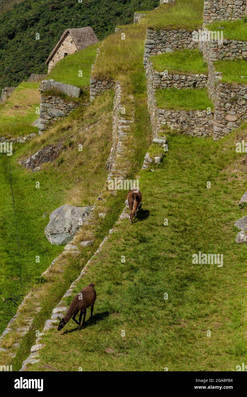 Lamas grasen auf ehemaligen landwirtschaftlichen Terrassen der Machu Picchu Ruinen, Peru Stockfoto