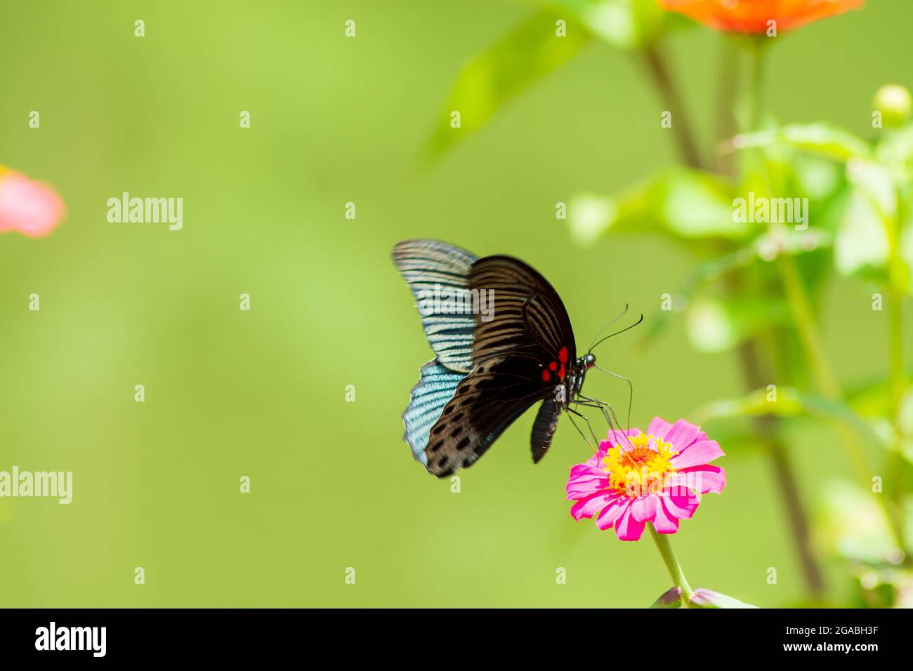 Monarchoranger Schmetterling und helle Sommerblumen Stockfoto