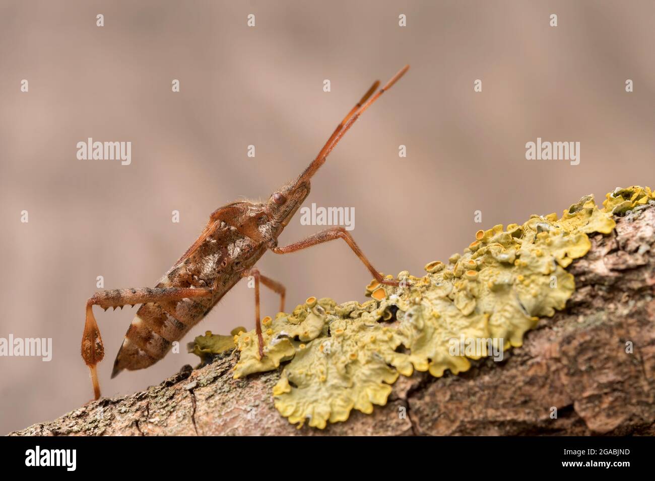 Westliche Nadelbaumwanze (Leptoglossus occidentalis) Stockfoto