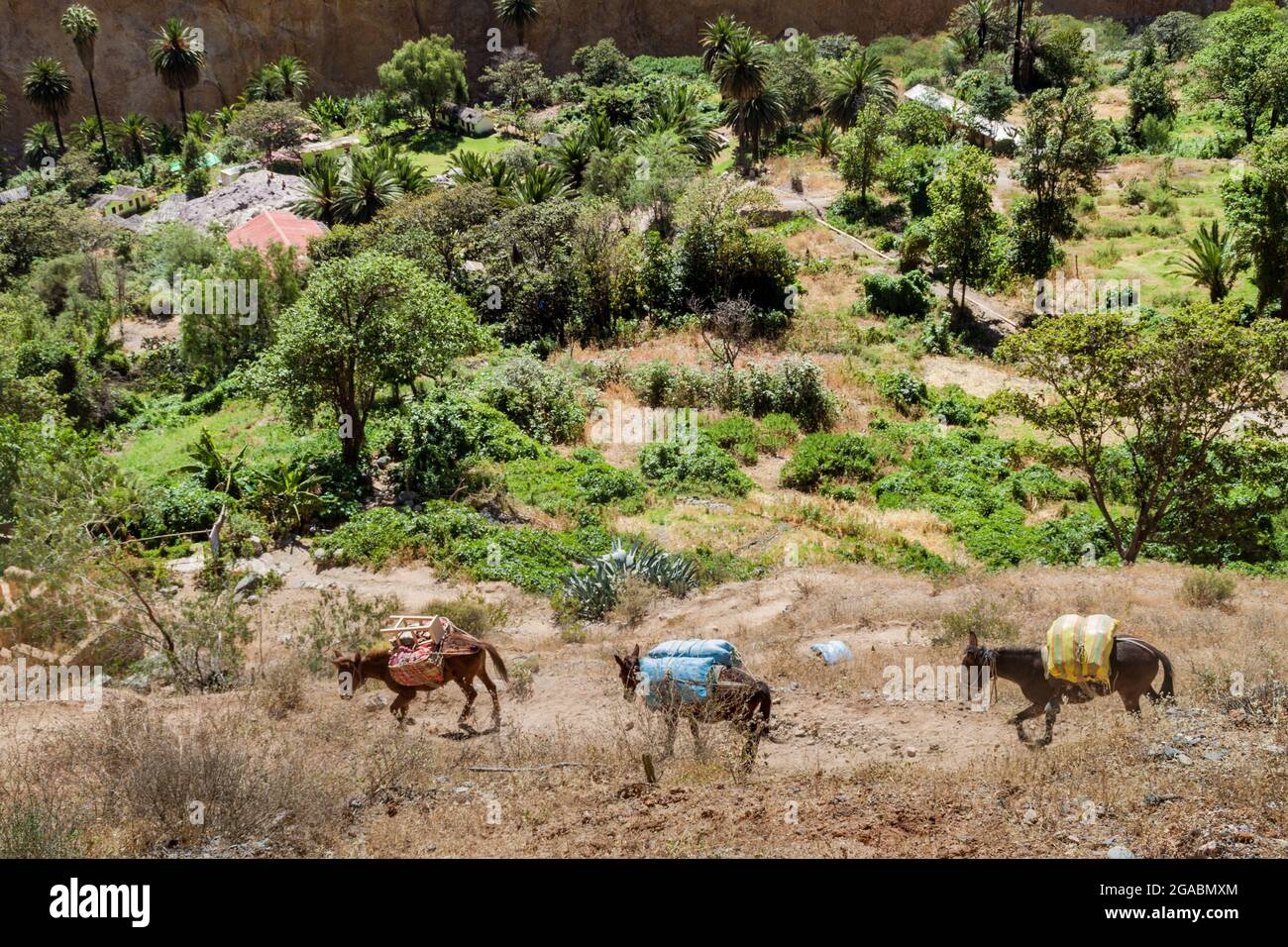 Esel sind das einzige Transportmittel im Colca Canyon, Peru. Diese transportieren Lieferungen nach theo Oasis Sangalle. Stockfoto