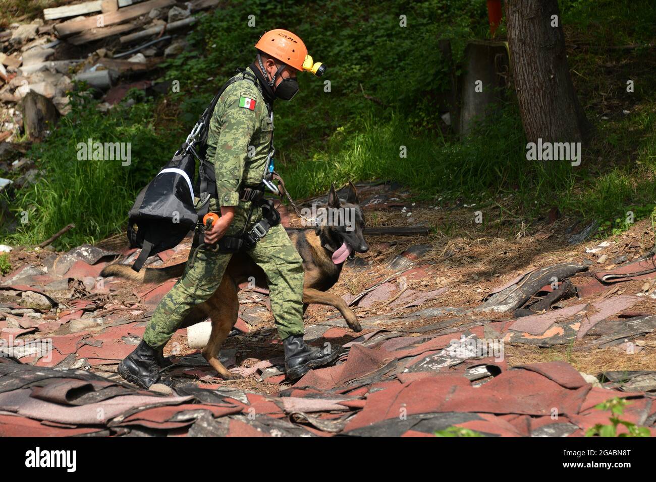Nicht exklusiv: MEXIKO-STADT, MEXIKO - 29. JULI: Ein Militär trainiert einen Hund im Rahmen des "Search and Rescue" Hundetrainings bei der Hundeausbildung c Stockfoto