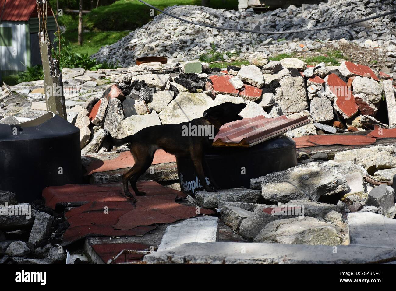 Nicht exklusiv: MEXIKO-STADT, MEXIKO - 29. JULI: Ein Militär trainiert einen Hund im Rahmen des "Search and Rescue" Hundetrainings bei der Hundeausbildung c Stockfoto