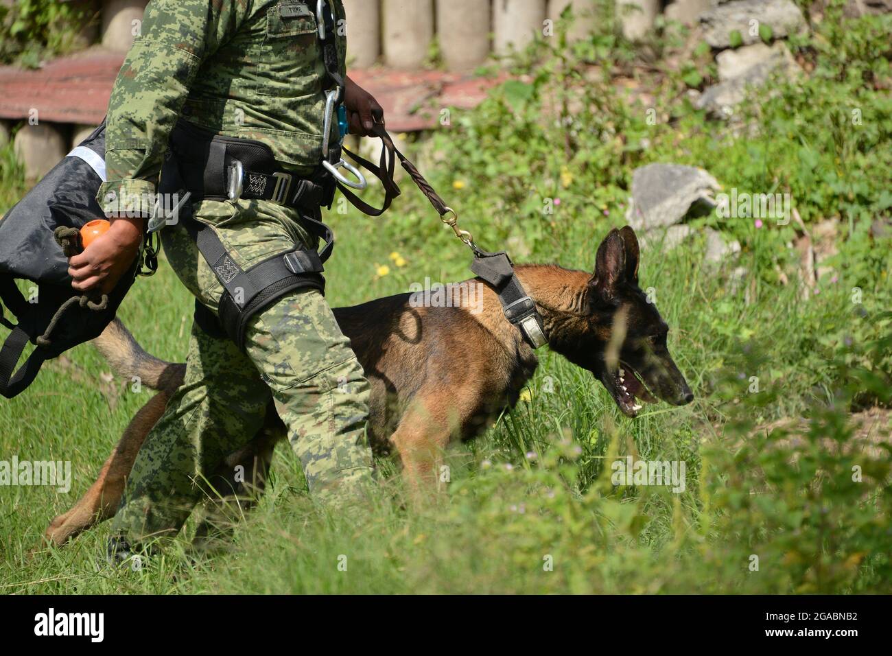 Nicht exklusiv: MEXIKO-STADT, MEXIKO - 29. JULI: Ein Militär trainiert einen Hund im Rahmen des "Search and Rescue" Hundetrainings bei der Hundeausbildung c Stockfoto