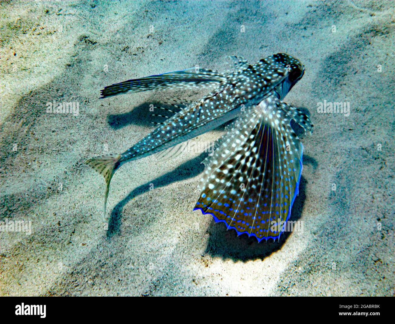 Dactylopterus volitans, Mallorca Mittelmeer Stockfoto