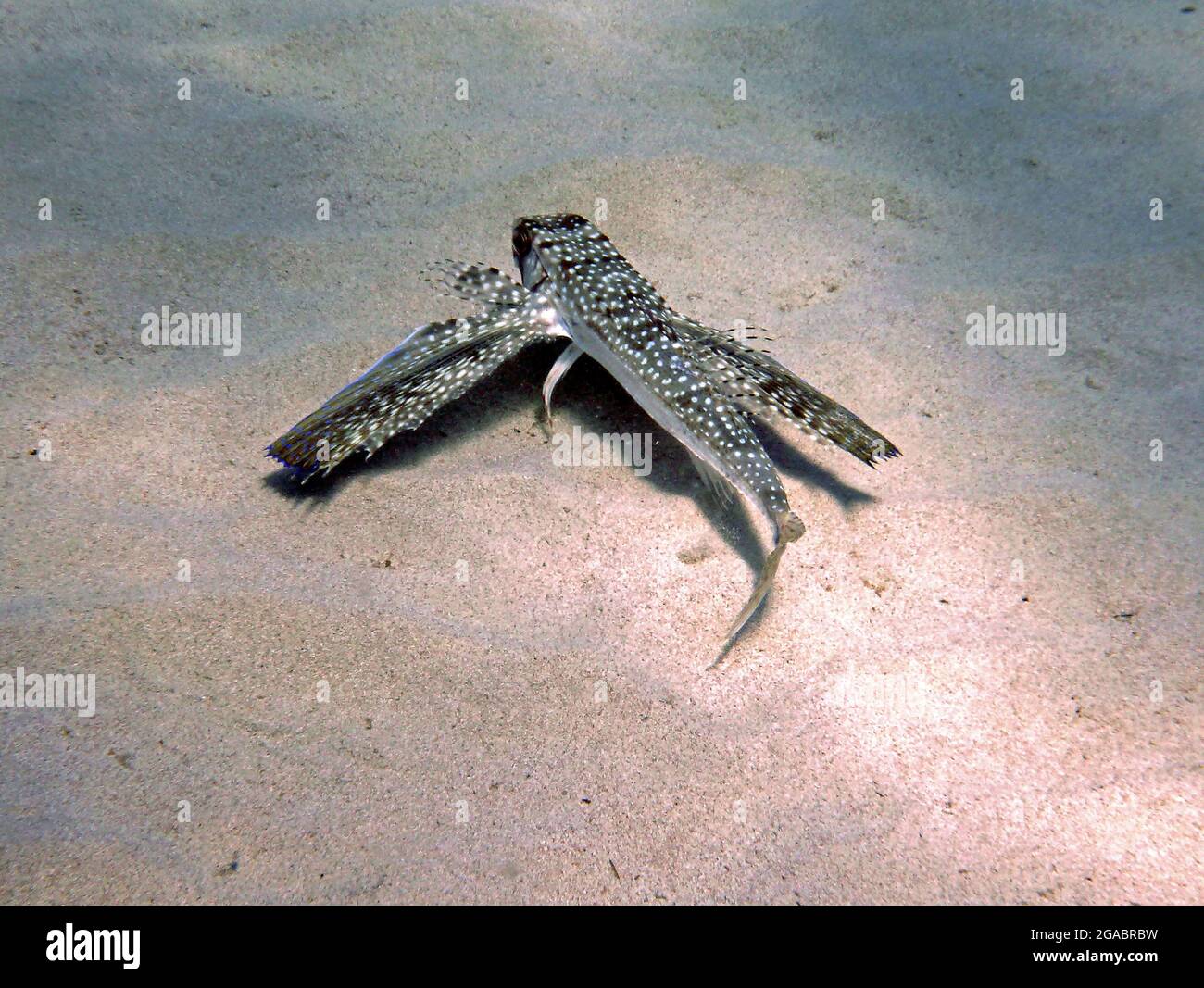 Dactylopterus volitans, Mallorca Mittelmeer Stockfoto