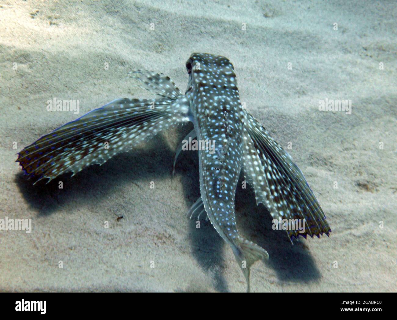 Dactylopterus volitans, Mallorca Mittelmeer Stockfoto