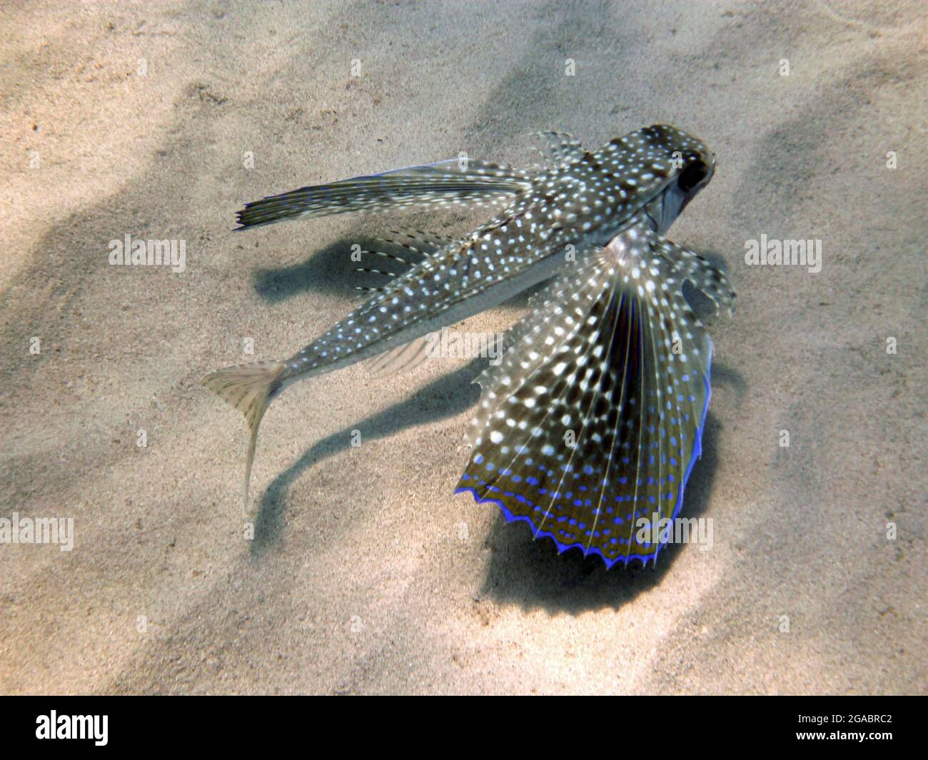 Dactylopterus volitans, Mallorca Mittelmeer Stockfoto