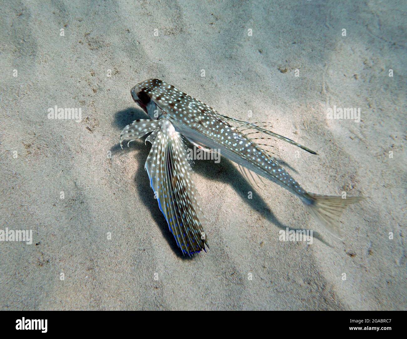 Dactylopterus volitans, Mallorca Mittelmeer Stockfoto