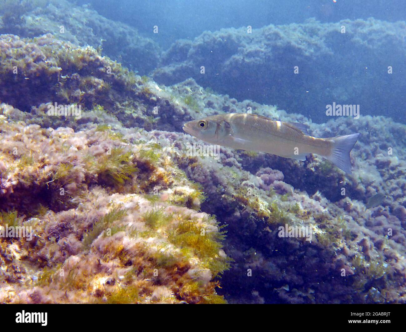 Dicentrarchus labrax, Mallorca, Mittelmeer Stockfoto